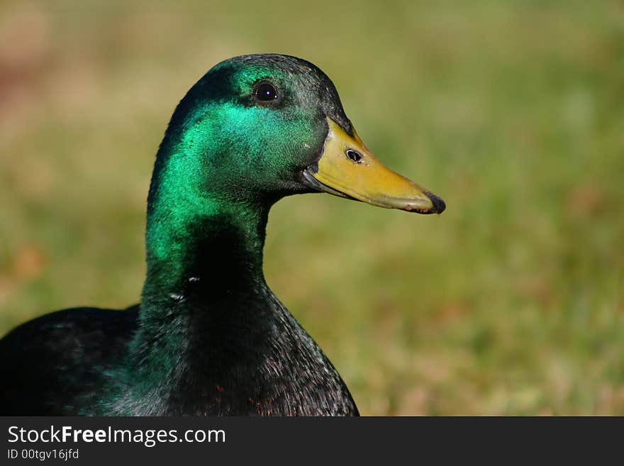 Duck portrait