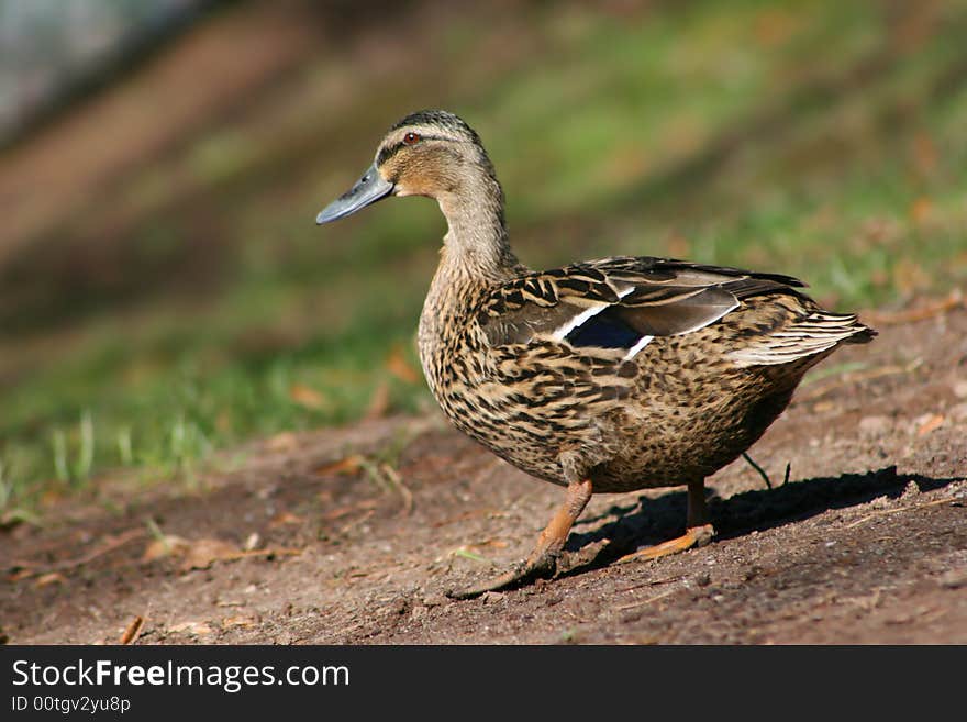 Duck female