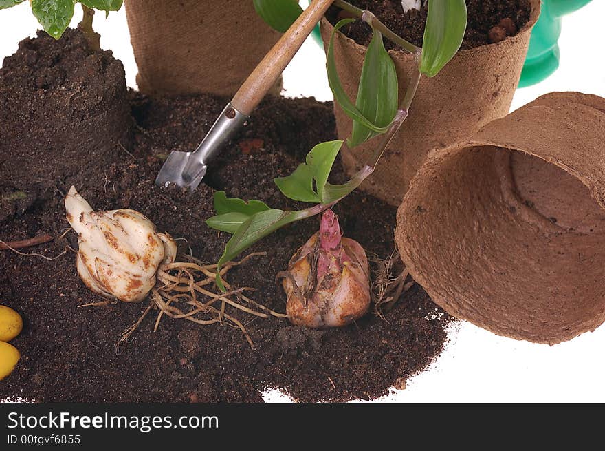 Springtime  home gardering- potting plants  in peat pots. Springtime  home gardering- potting plants  in peat pots