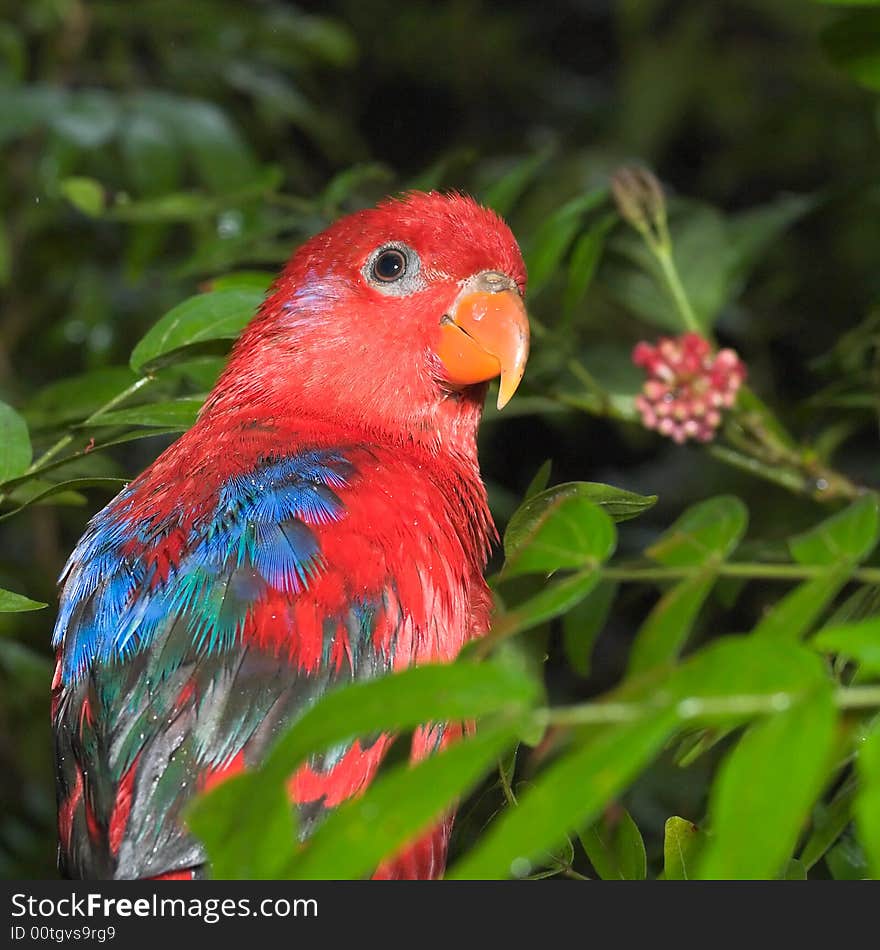 Inquisitive bird pausing between feeding on a fruit cluster to look at photographer. Inquisitive bird pausing between feeding on a fruit cluster to look at photographer