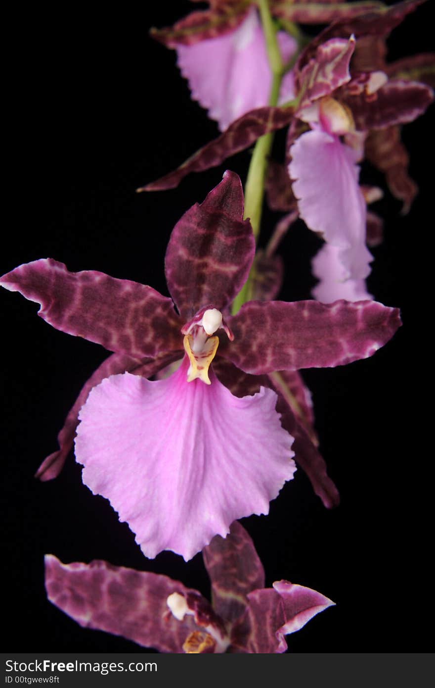 Cambria on the black background