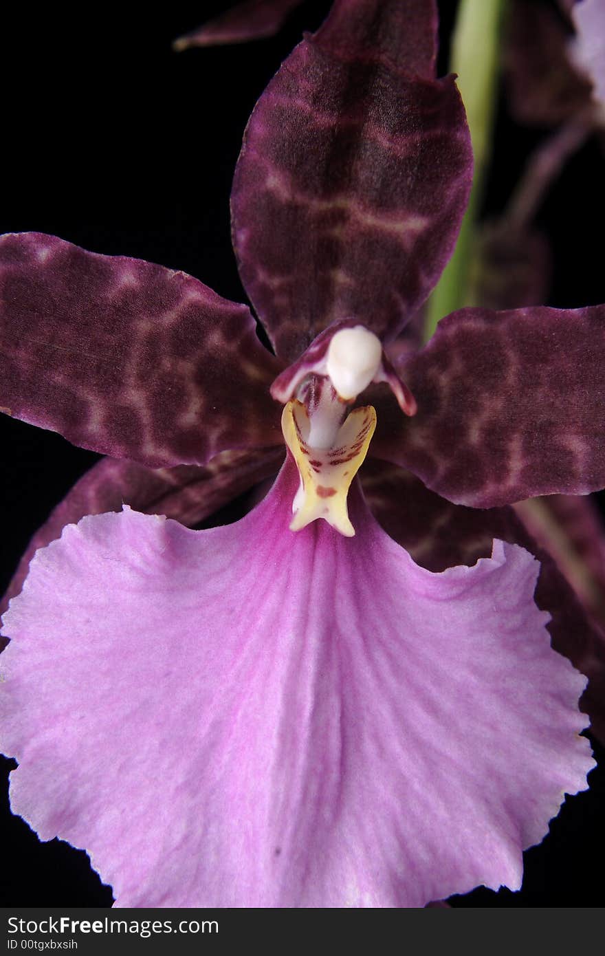 Cambria on the black background