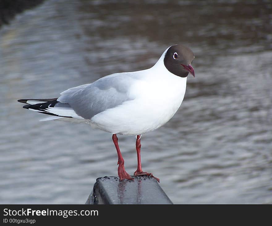 Gull On The River