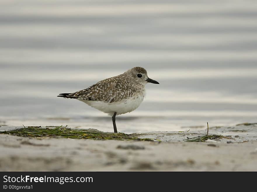 A Black-bellied Plover rests in the surf