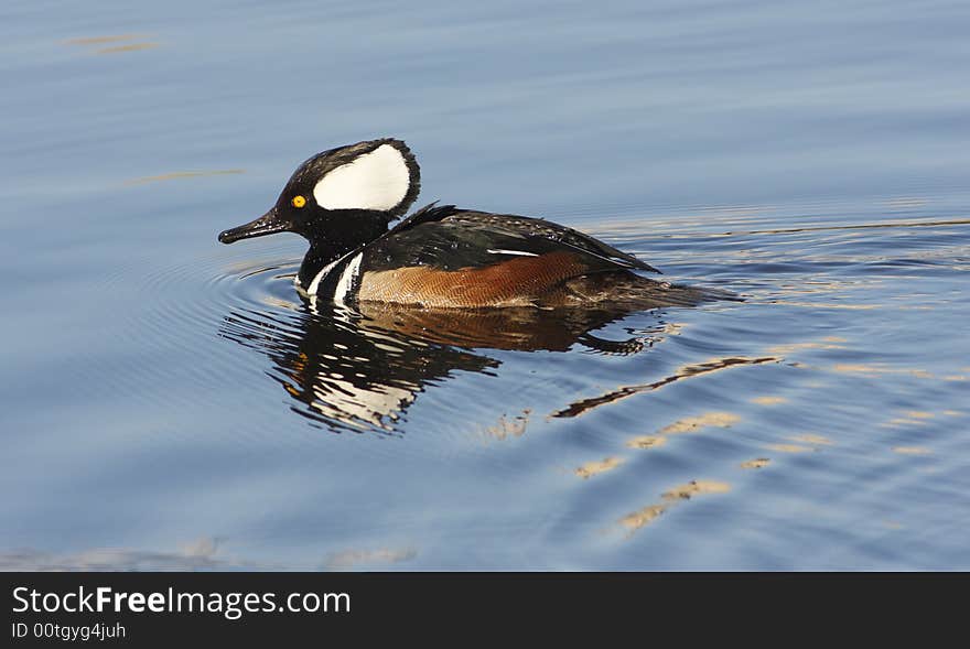 Hooded  Merganser