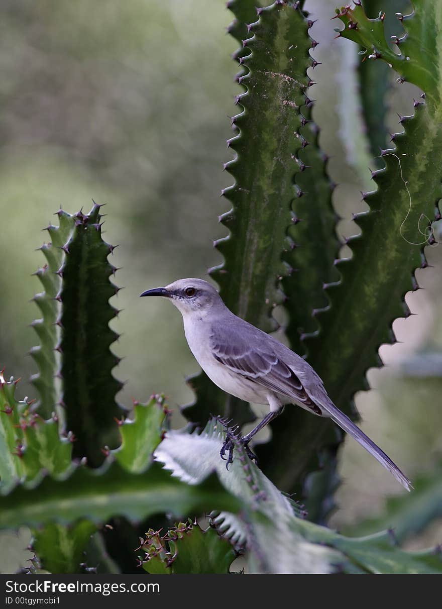 Caribbean Mockingbird