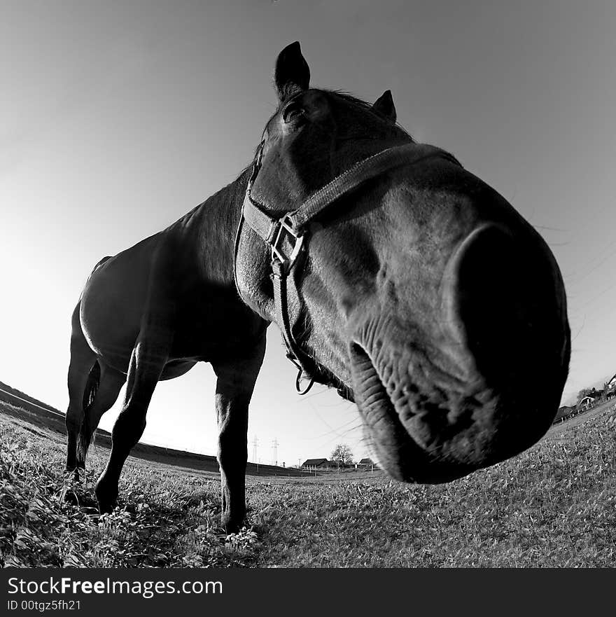 Funny picture - wideangle in black and white. Funny picture - wideangle in black and white