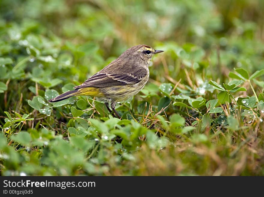 A Palm Warbler searches for food in a field