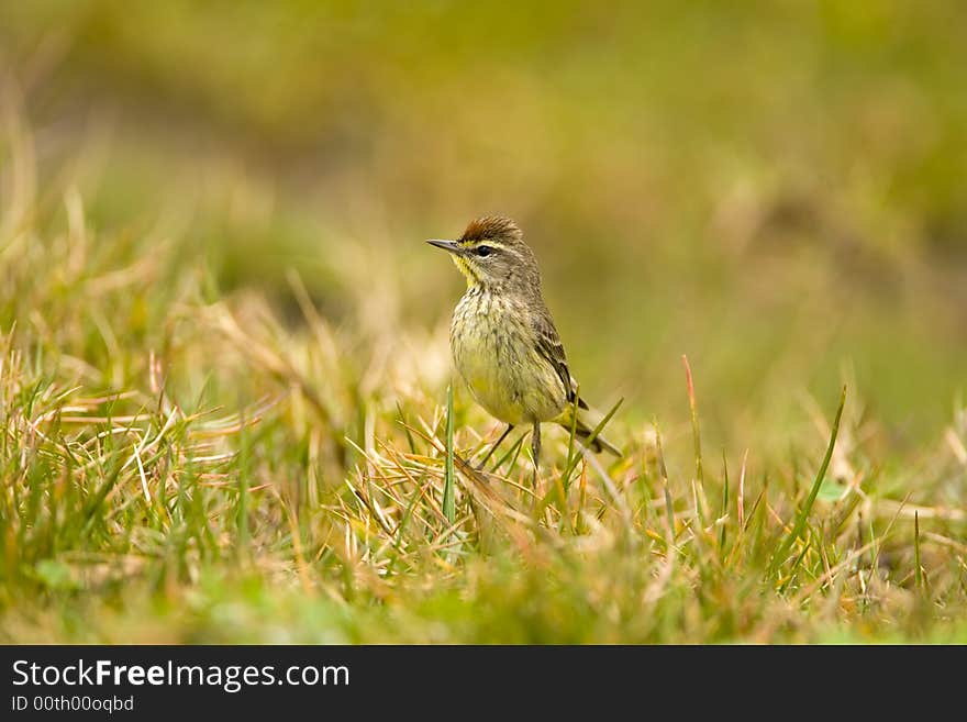 A Palm Warbler gets an attitude as he watches me. A Palm Warbler gets an attitude as he watches me