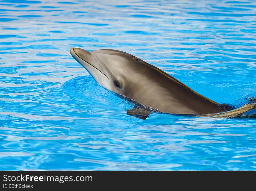 Bottle nosed dolphing swimming on tropical waters