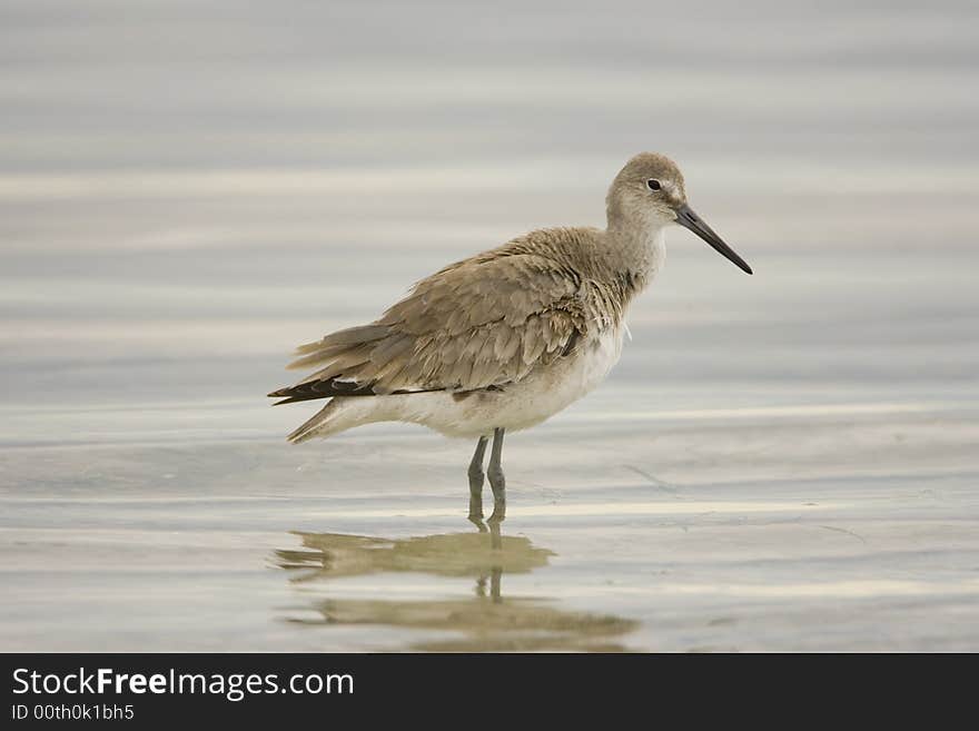 A Willet displaying winter colors