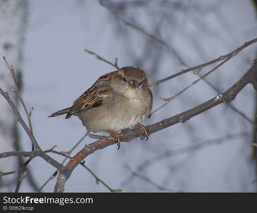 Sparrow on a branch in the City of Ekaterinburg (Russia)