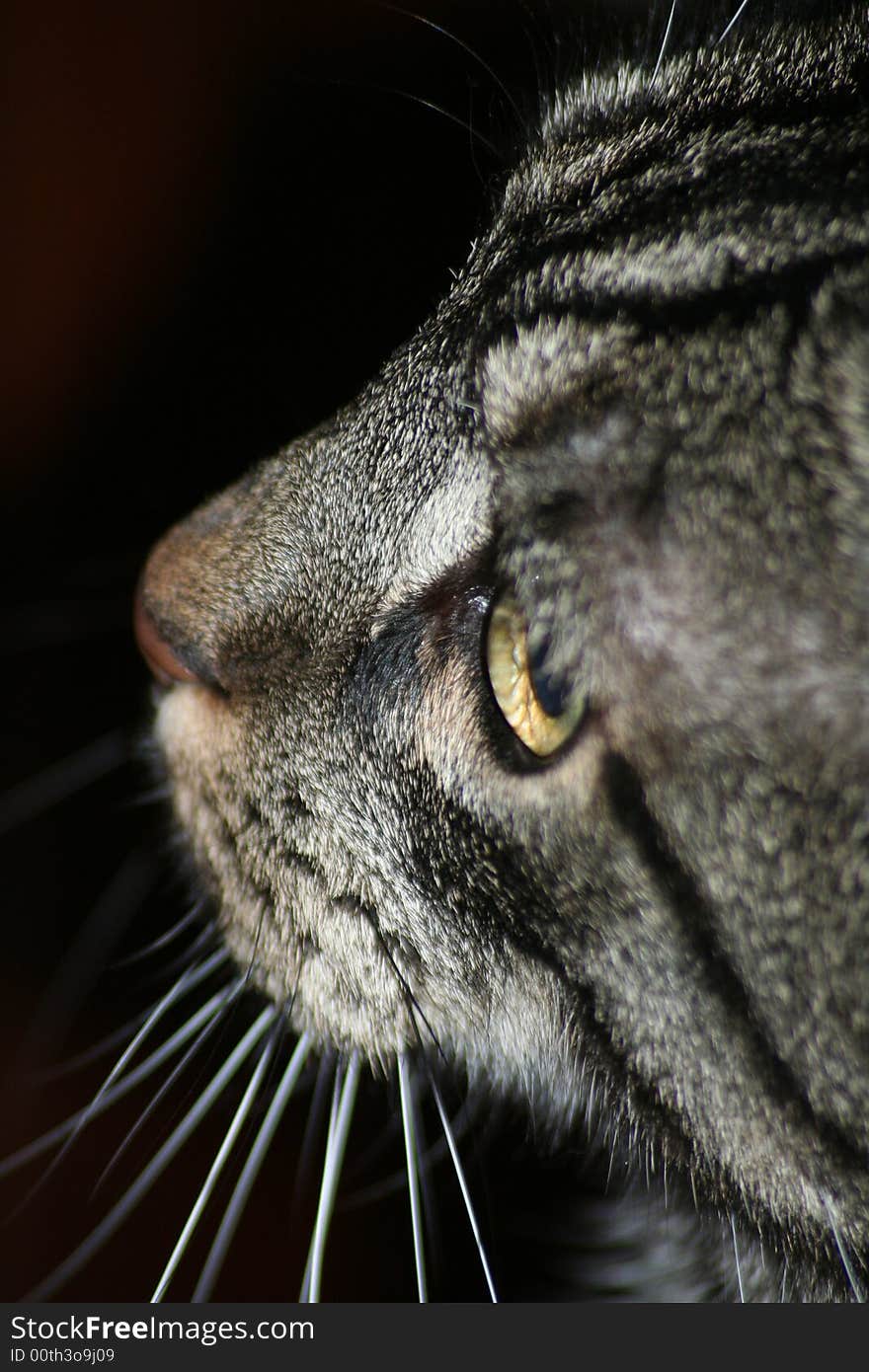 Indoor Portrait of a cat