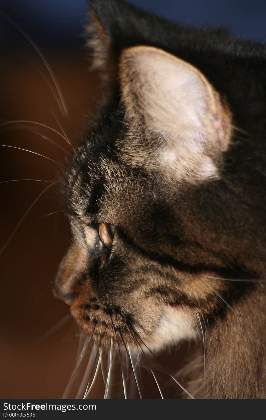 Indoor Portrait of a cat