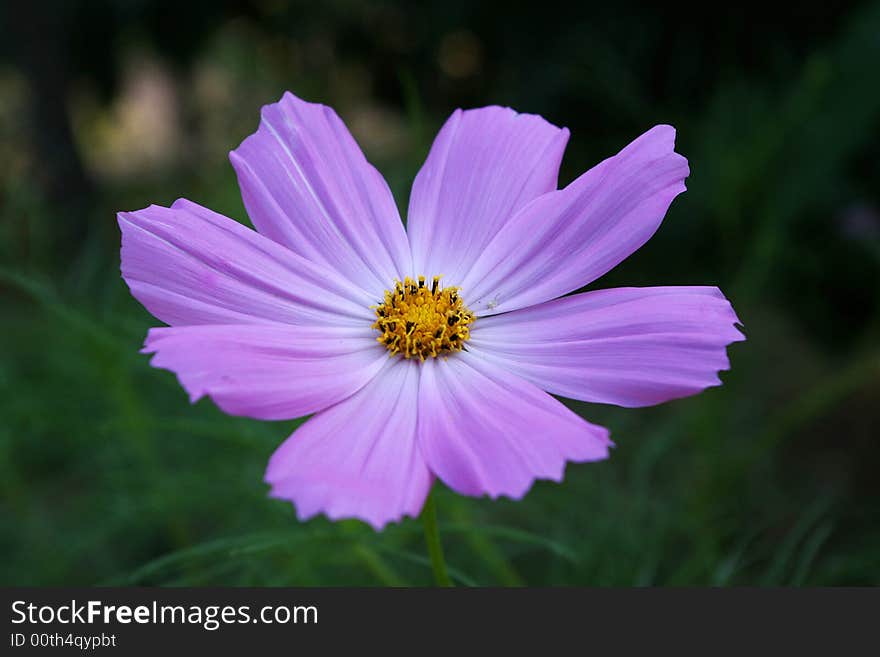 A beautiful wild flower,it's summer time and the flower is in full bloom