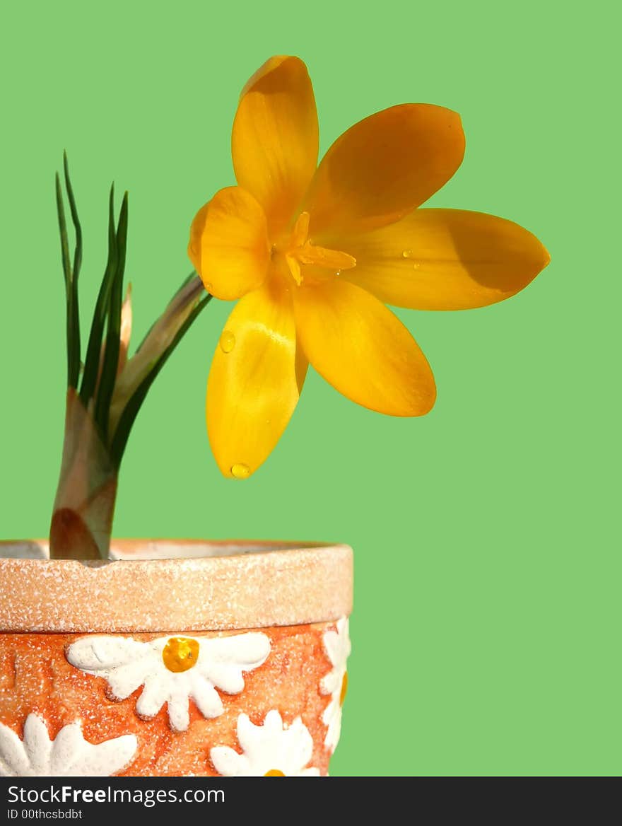 Crocus in flower-pot