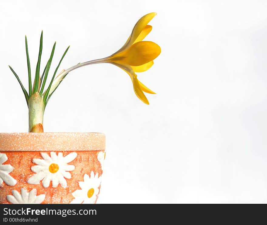 Yelloe crocus in flower-pot