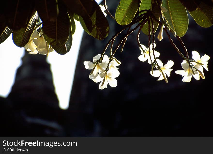 White blossoms and Buddhist temple ruins in Ayutthaya History Parc