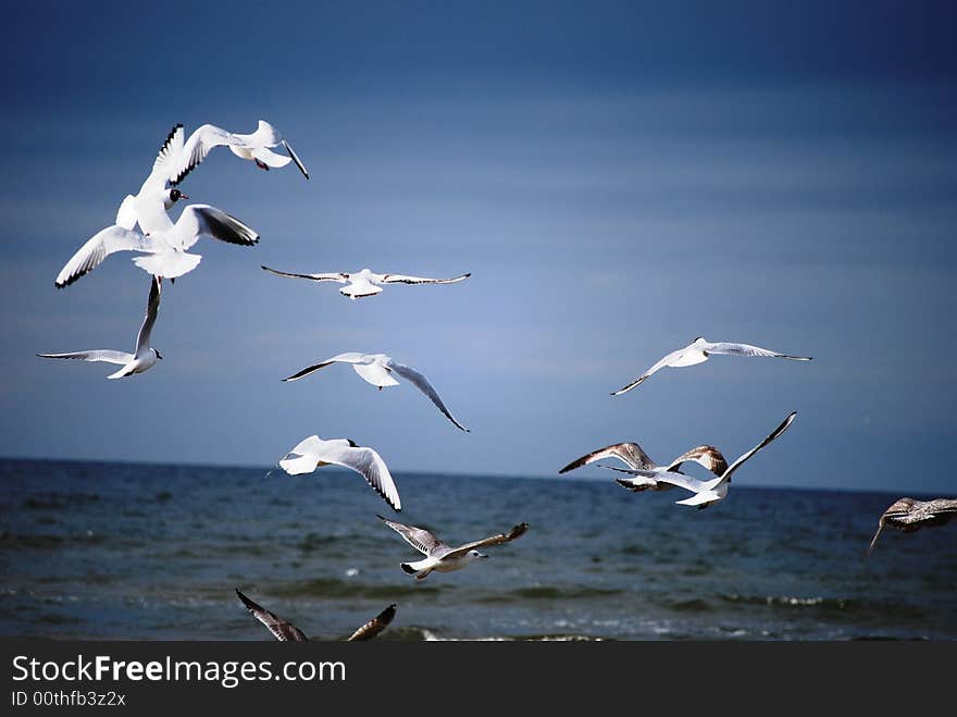 Seagulls over the sea