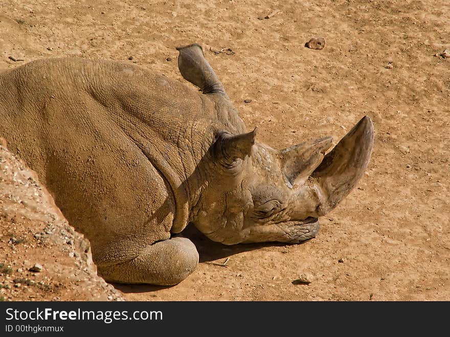 A white rhino sleeping in the Zoo