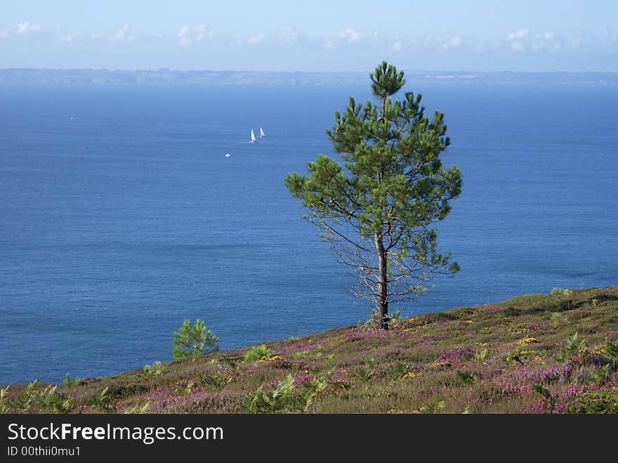 Alone Pin tree growing on the Cap de la Chèvre in Brittany (France)