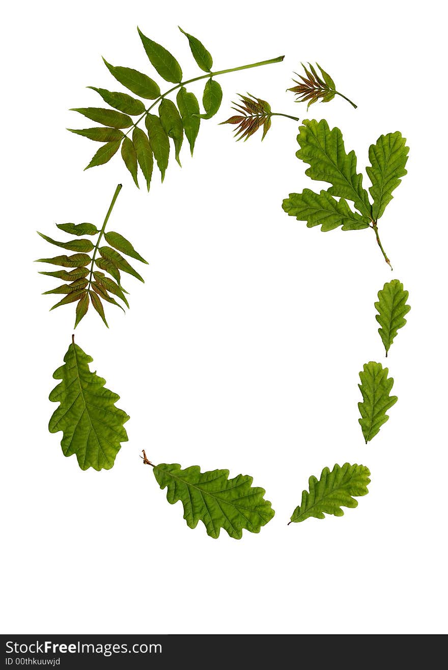 Oval arrangement of fresh oak and rowan ash leaves against a white background. The old rhyme for forthcoming summer weather being Oak before ash in for a splash, and ash before oak in for a soak. Oval arrangement of fresh oak and rowan ash leaves against a white background. The old rhyme for forthcoming summer weather being Oak before ash in for a splash, and ash before oak in for a soak.