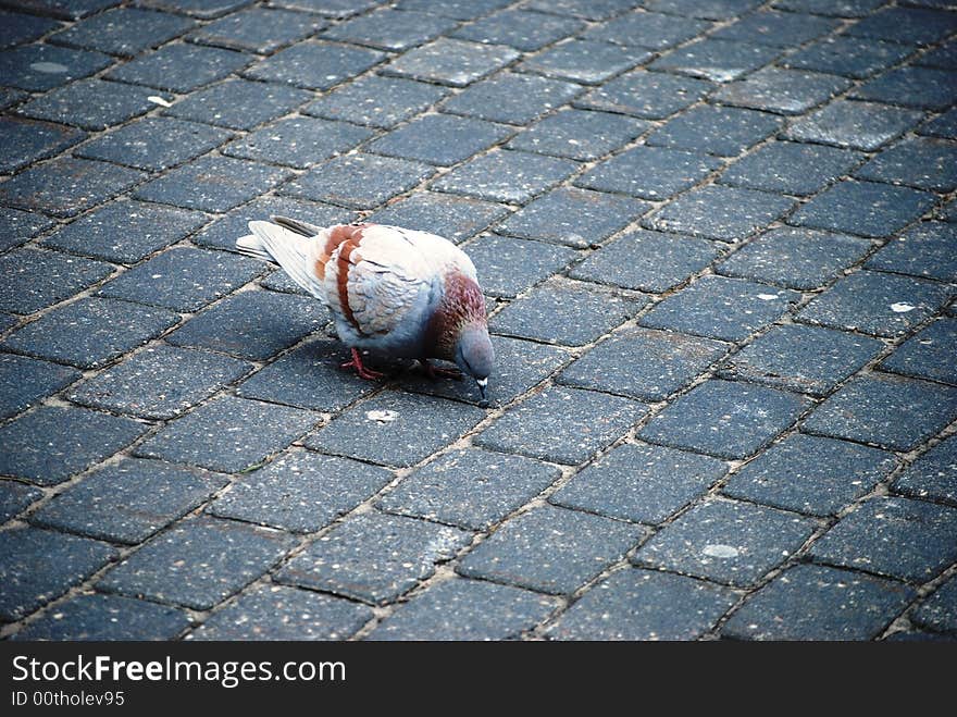 Beautiful dove, walking at the street. Beautiful dove, walking at the street