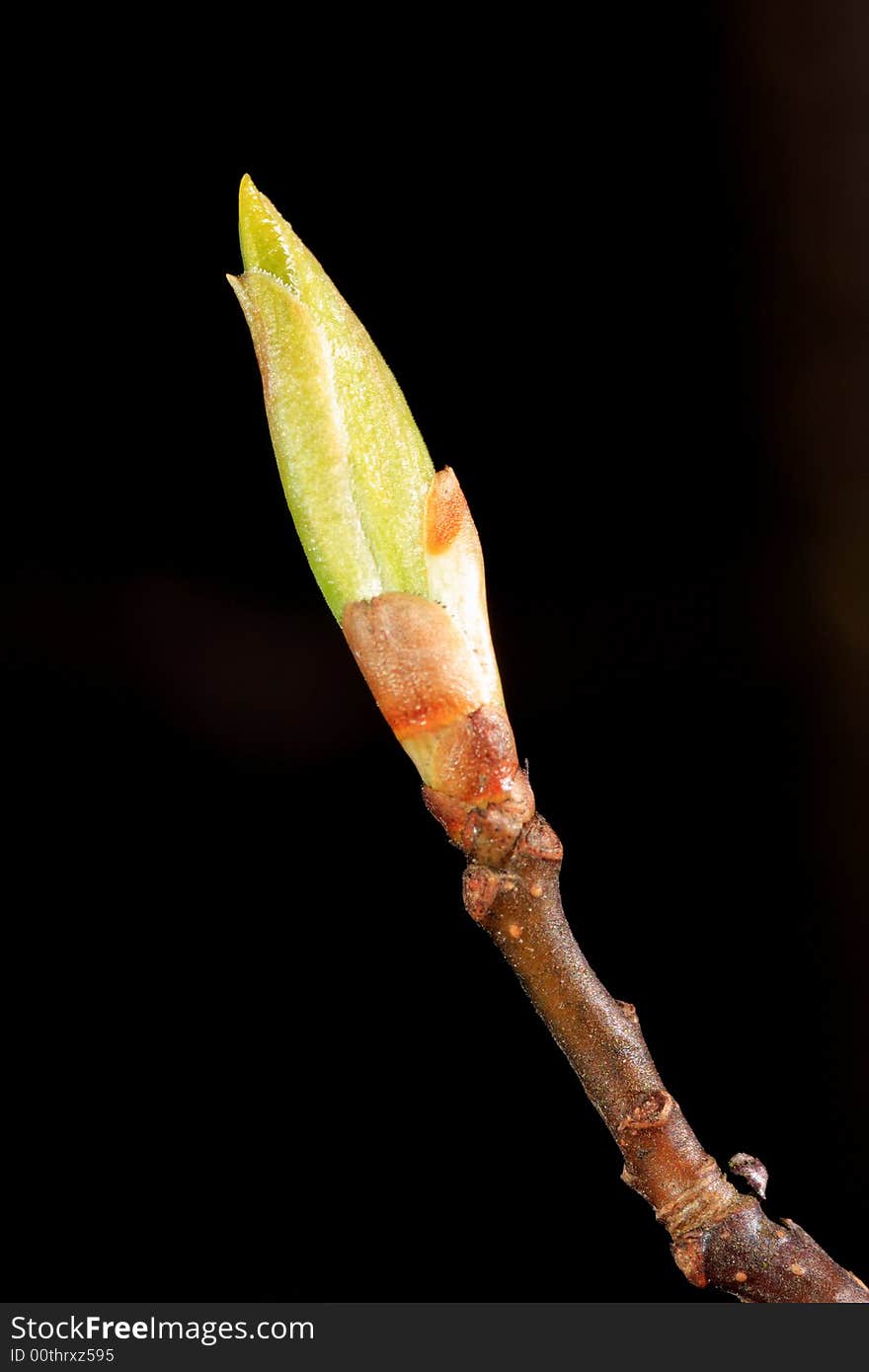 Leaf Bud