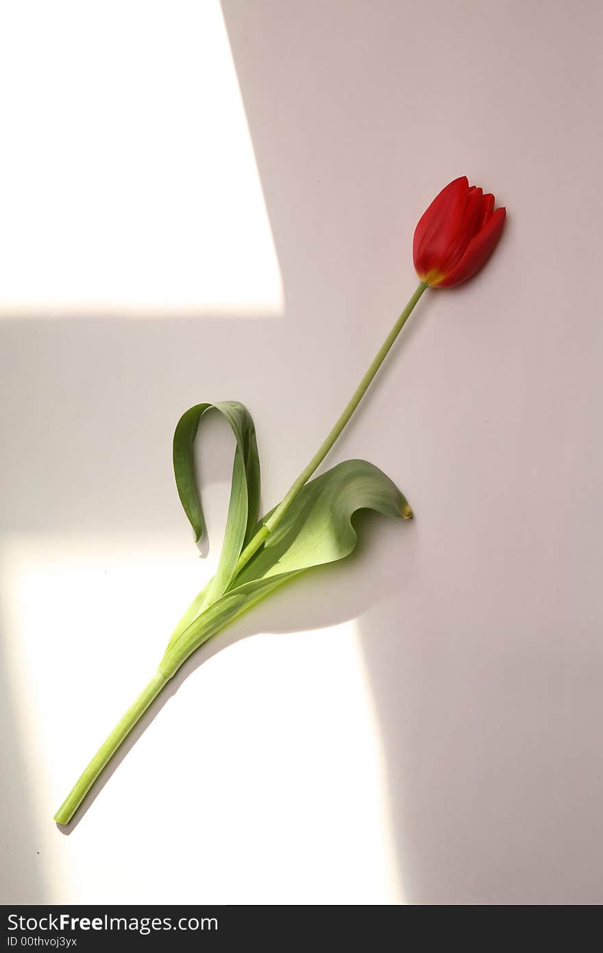 tulips  White background
flowers，plant，red，green. tulips  White background
flowers，plant，red，green.