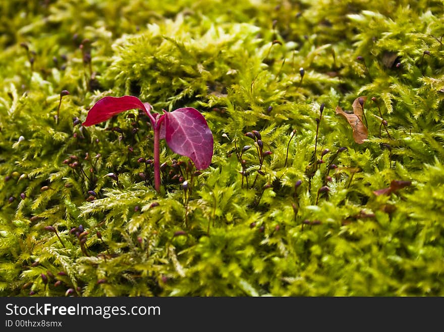 Shoot in the moss