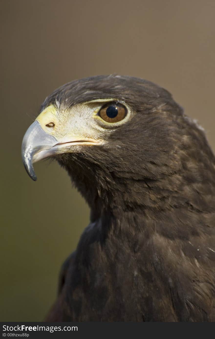 Harris Hawk