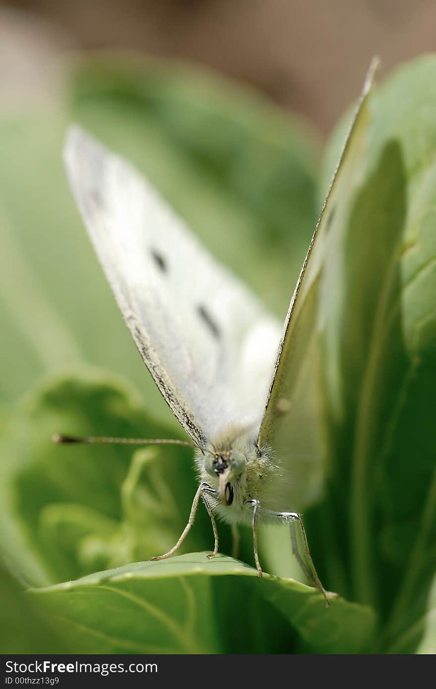 A close shot of a butterfly