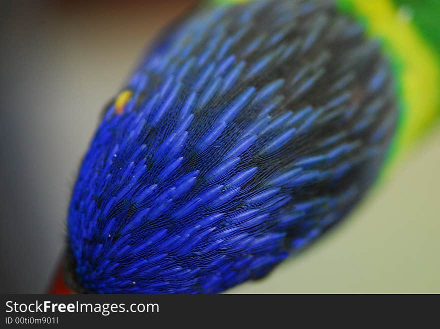 These are close up of parakeets in the most brilliant colors. These are close up of parakeets in the most brilliant colors