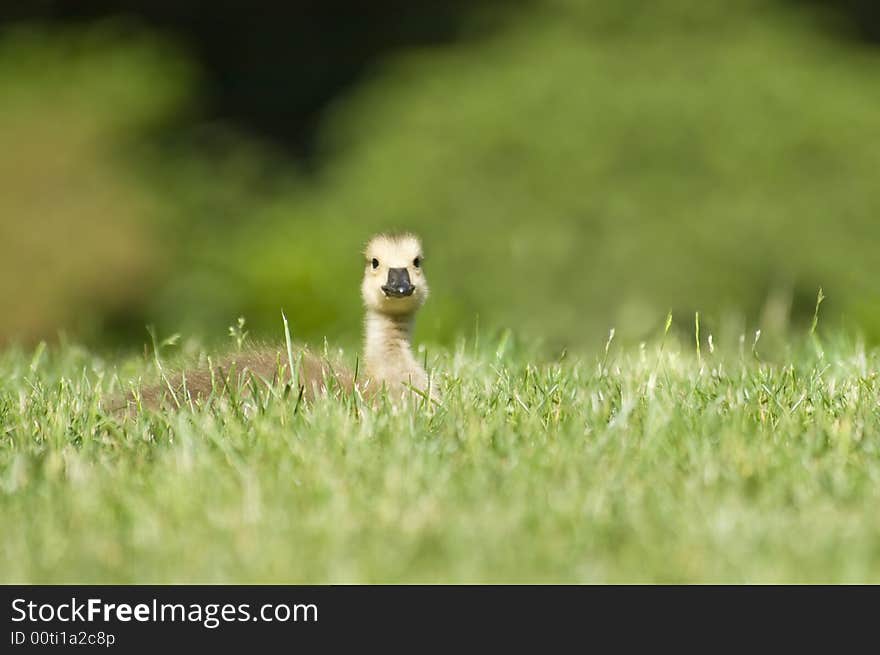 Gosling In The Grass