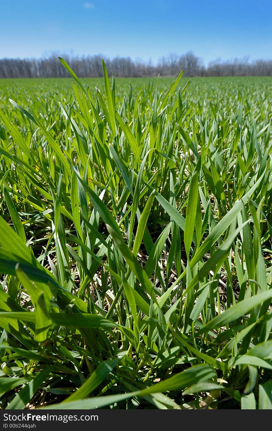 Young wheat field and blue sky in the early spring