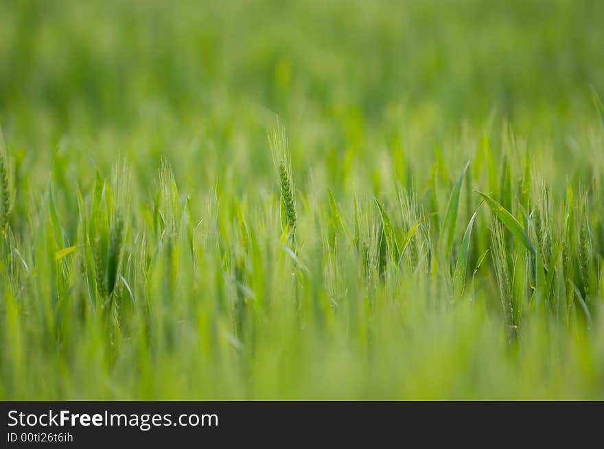 Wheat field photographed close up in the early summer