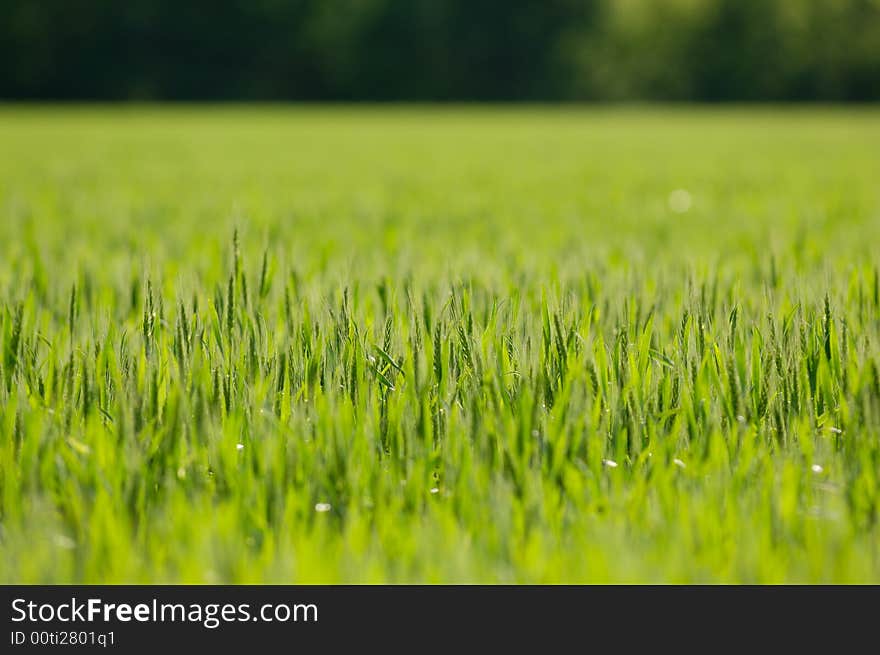 Wheat Field