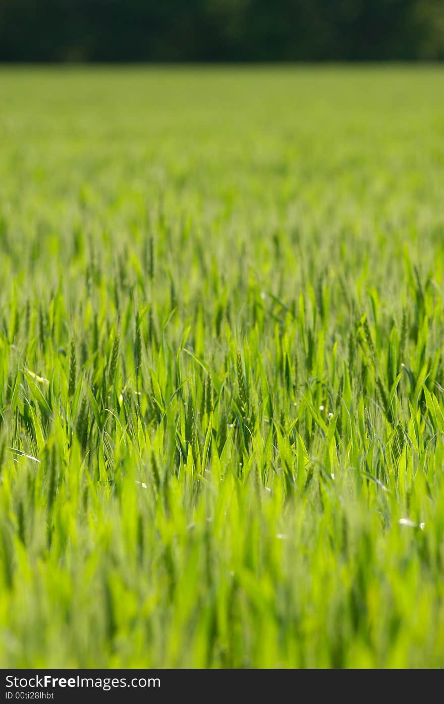 Wheat Field