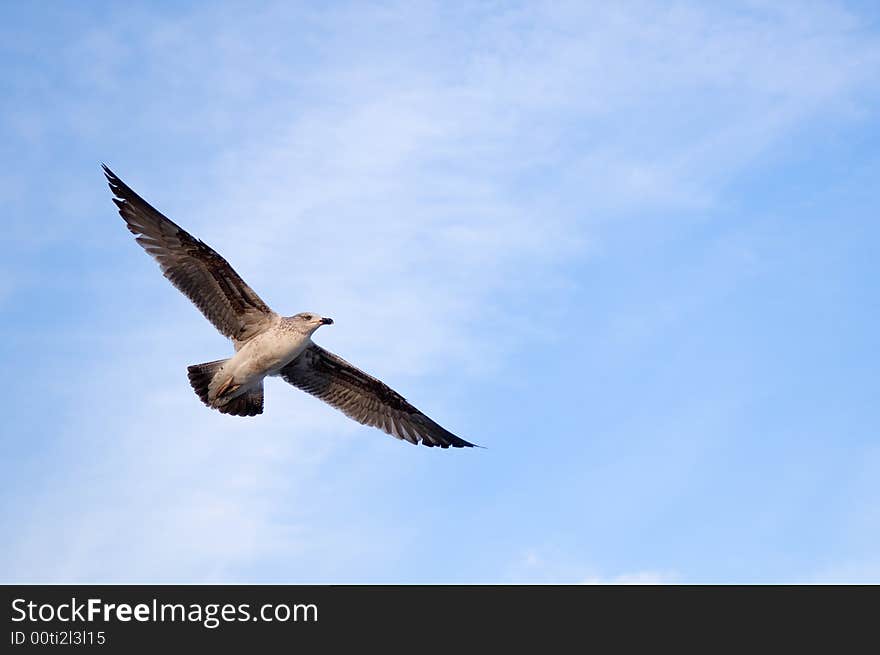 Flying sea gull and blue sky