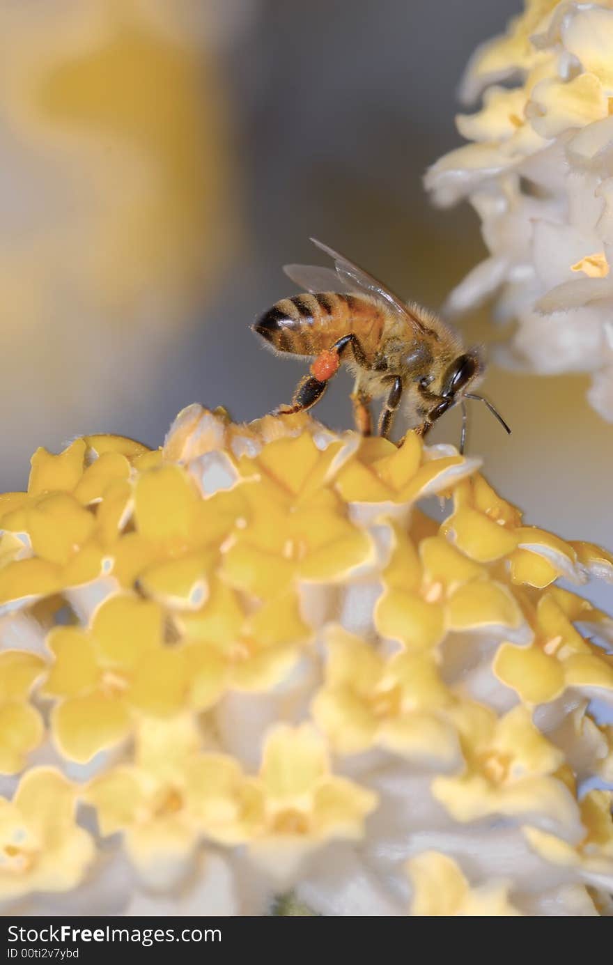 Close-up shot of bee with yellow flower. Close-up shot of bee with yellow flower