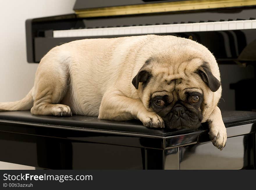 Pug Hanging Out on Piano Bench. Great music and animal picture.