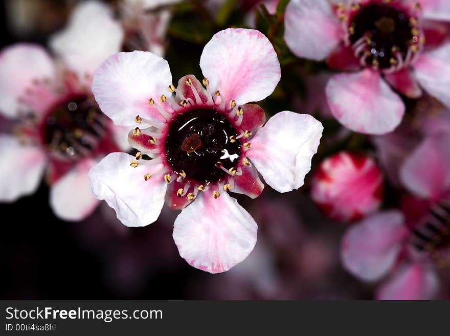 Pretty White flowers with a pink hue.