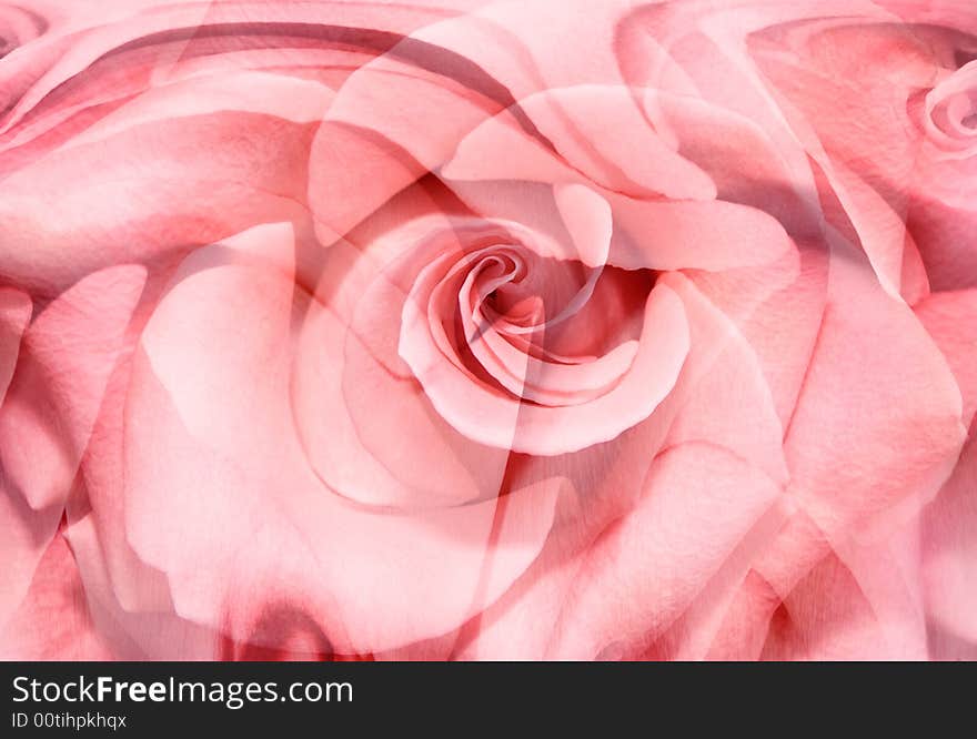 Background from a large pink rose