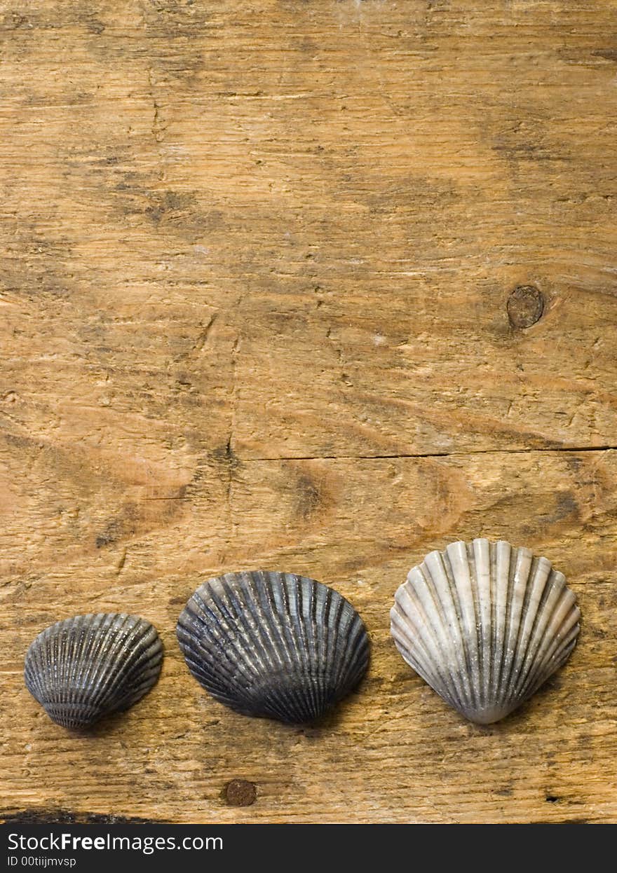 Shells on driftwood