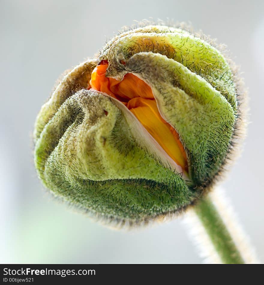 Poppy flower