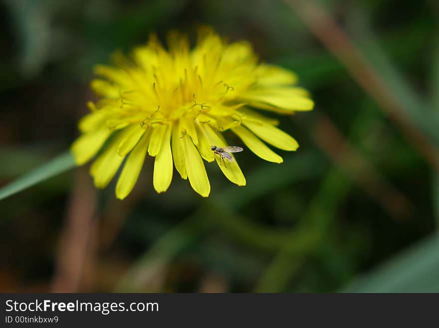 Beautiful flower yellow and colourful, insect. Beautiful flower yellow and colourful, insect