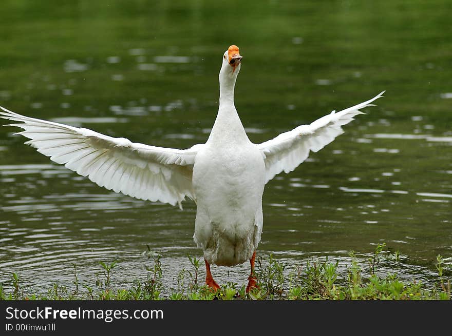 White wing dance green  mariner. White wing dance green  mariner