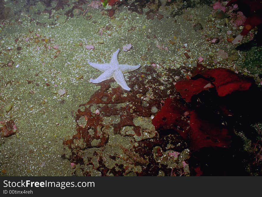 Underwater life of Kuril islands