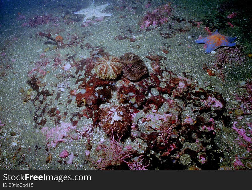 Underwater Life Of Kuril Islands