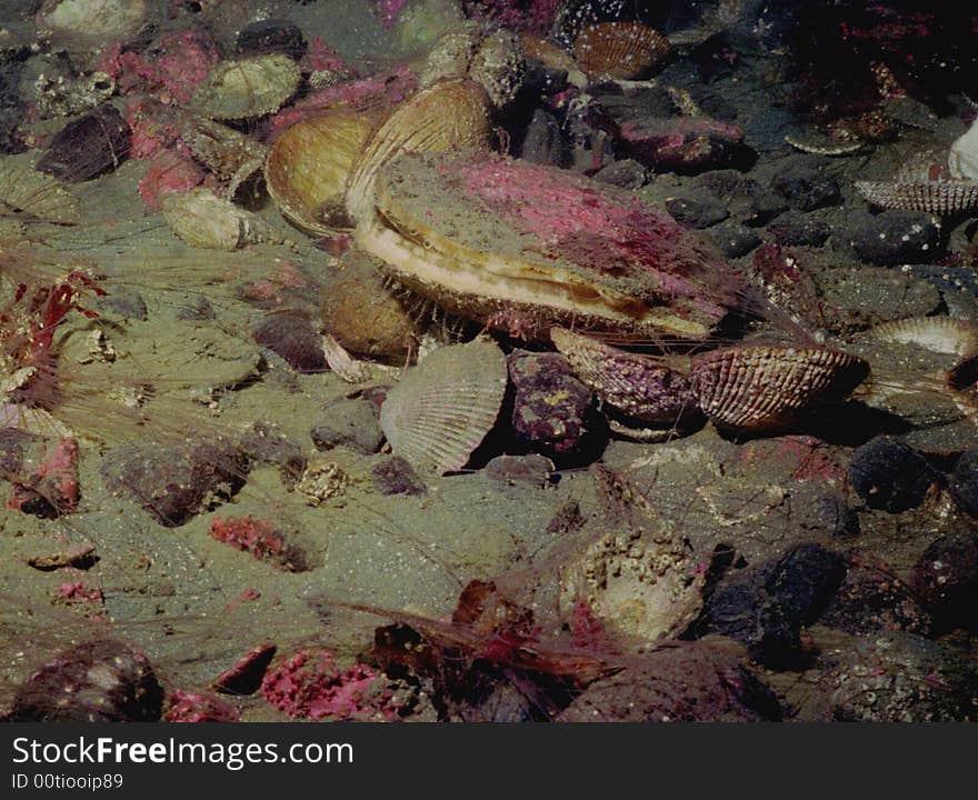 Underwater life of Kuril islands